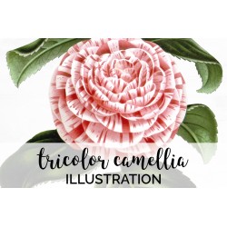 Tricolor Camellia