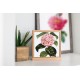 Tricolor Camellia