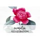 Camelia