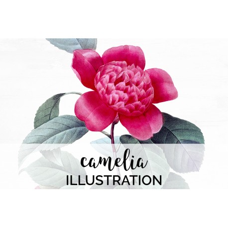 Camelia