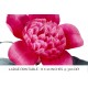 Camelia