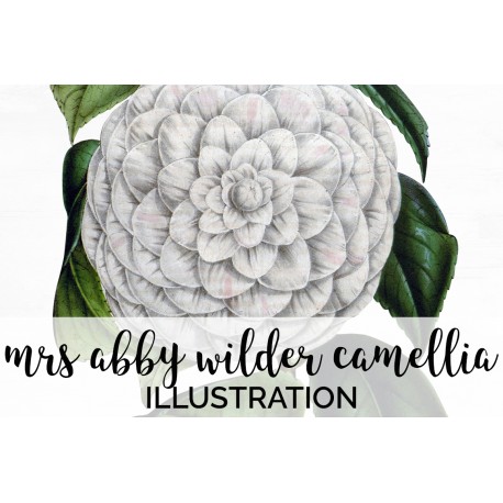 Mrs Abby Wilder Camellia