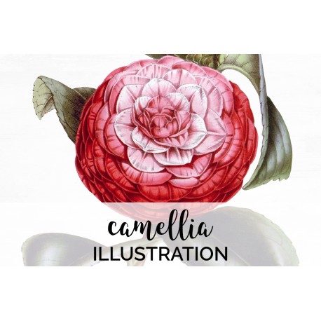 Camellia