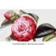 Camellia