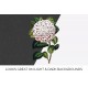 Camellia Japonica Bonomiana