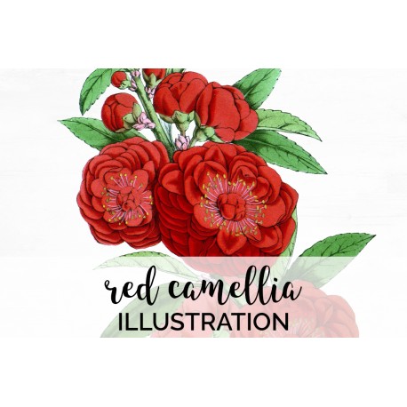 Red Camellia