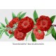 Red Camellia