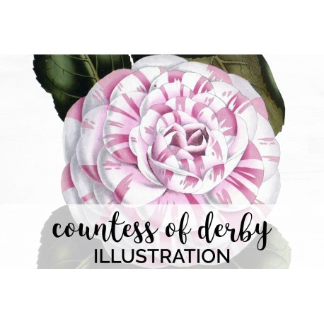 Camellia Countess of Derby