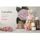 Camellia Countess of Derby