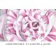 Camellia Countess of Derby