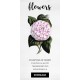 Camellia Countess of Derby