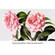 Camellia Miss Minnie Merritt
