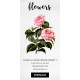 Camellia Miss Minnie Merritt