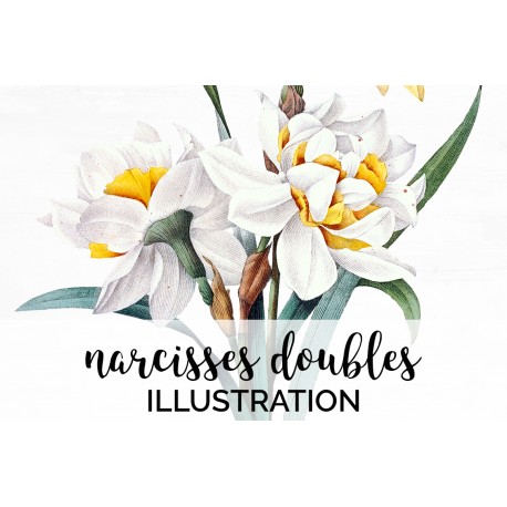 Narcisses Doubles