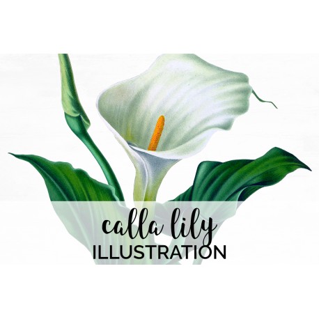 Calla Lily