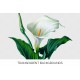 Calla Lily