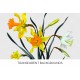 Daffodils Bunch