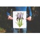 Oncocyclus Iris
