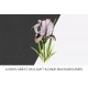 Oncocyclus Iris