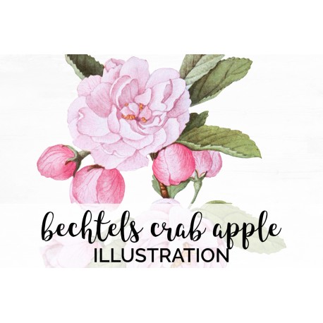 Bechtels Crab Apple