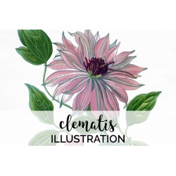 Clematis