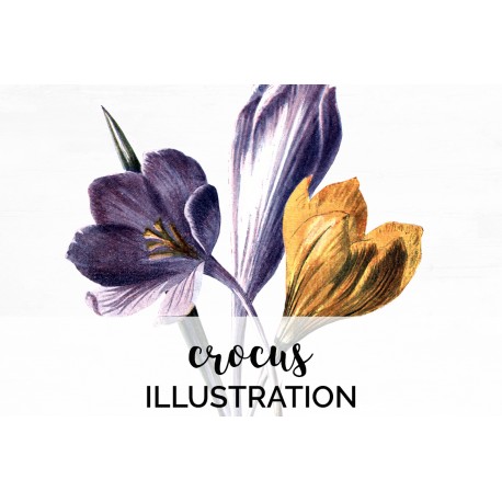 Crocus