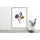 Crocus