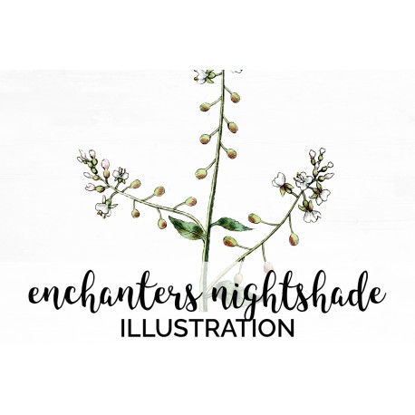 Enchanters Nightshade