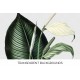 Peace Lily