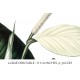 Peace Lily