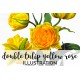 Double Tulip Yellow Rose