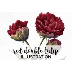 Red Double Tulip