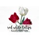 Red White Tulips