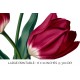 Red White Tulips