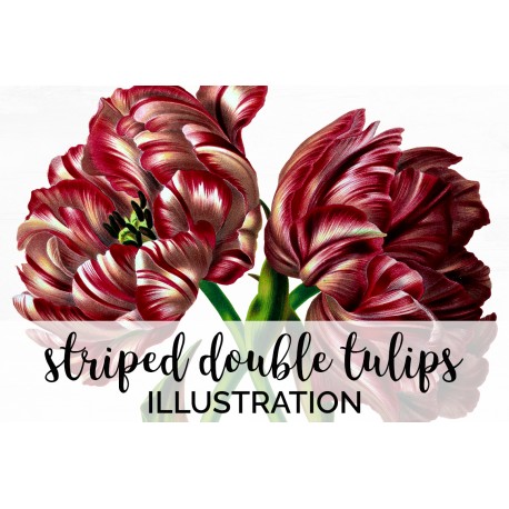 Striped Double Tulips