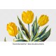 Yellow Single Early Tulips