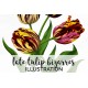 Late Tulip Bizarres