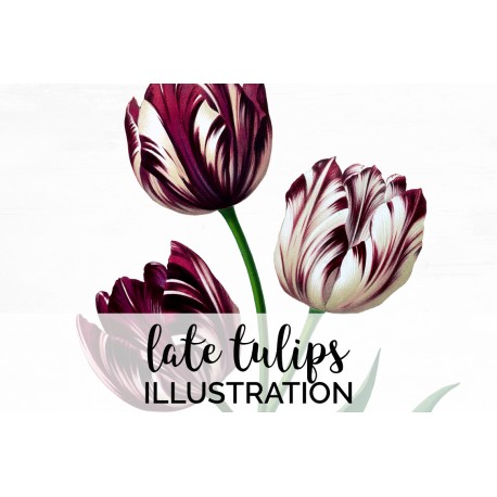 Late Tulips