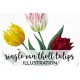 Single Van Tholl Tulips