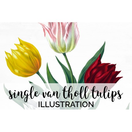 Single Van Tholl Tulips