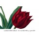 Single Van Tholl Tulips