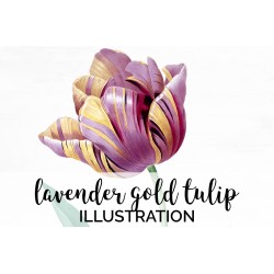 Lavender Gold Tulip