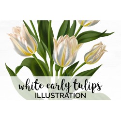 White Early Tulips