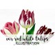 Var Red White Tulips