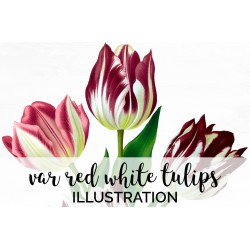 Var Red White Tulips