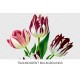 Var Red White Tulips