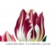 Var Red White Tulips