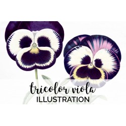 Tricolor Viola