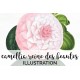 Camellia Reine des Beautes