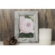 Camellia Reine des Beautes